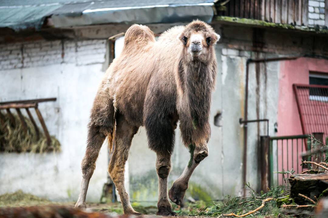 Lietuvos zoologijos sodas turi naują kupranugarį