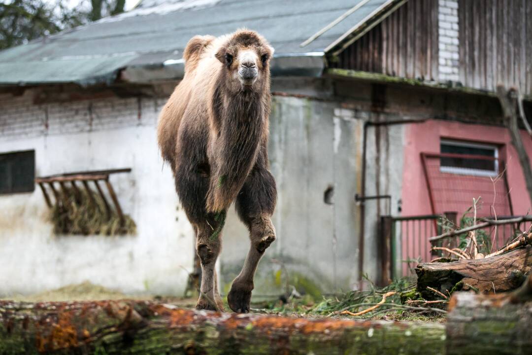 Lietuvos zoologijos sodas turi naują kupranugarį