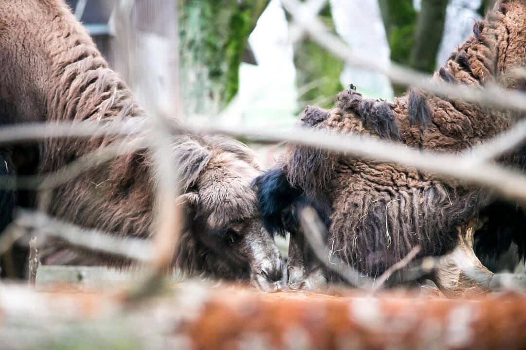 Lietuvos zoologijos sodas turi naują kupranugarį