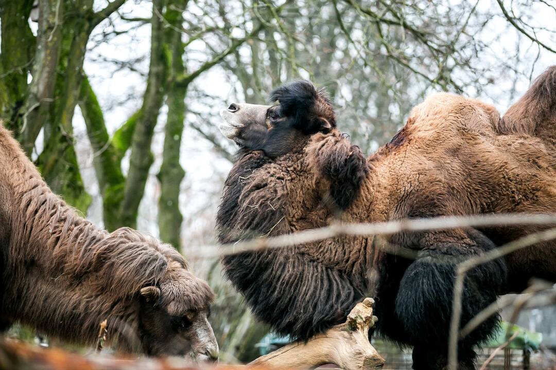 Lietuvos zoologijos sodas turi naują kupranugarį