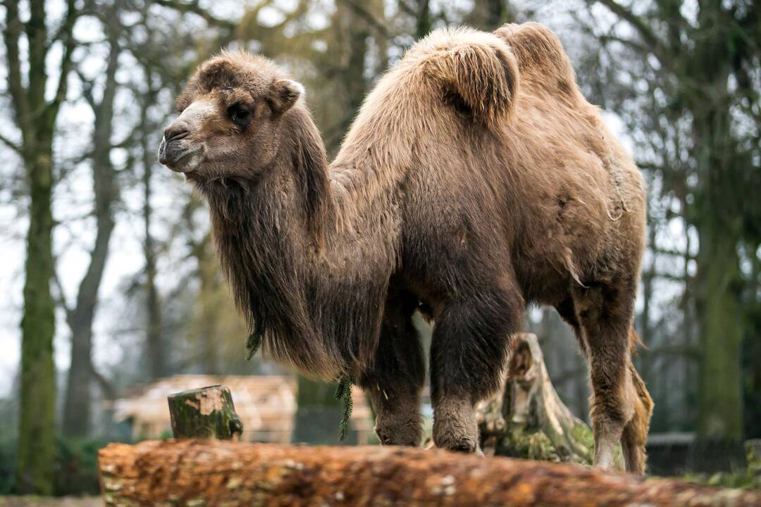 Lietuvos zoologijos sodas turi naują kupranugarį