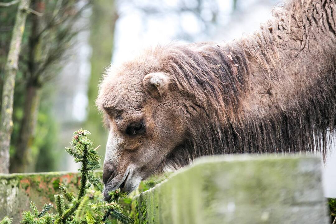 Lietuvos zoologijos sodas turi naują kupranugarį