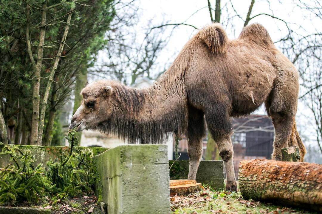 Lietuvos zoologijos sodas turi naują kupranugarį