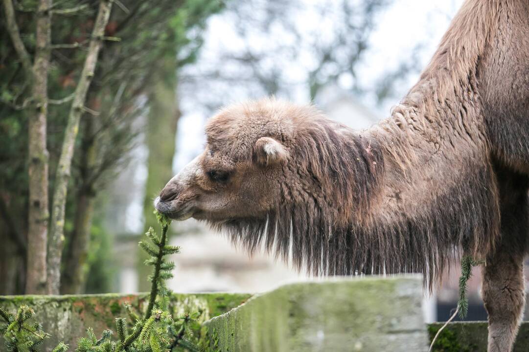 Lietuvos zoologijos sodas turi naują kupranugarį