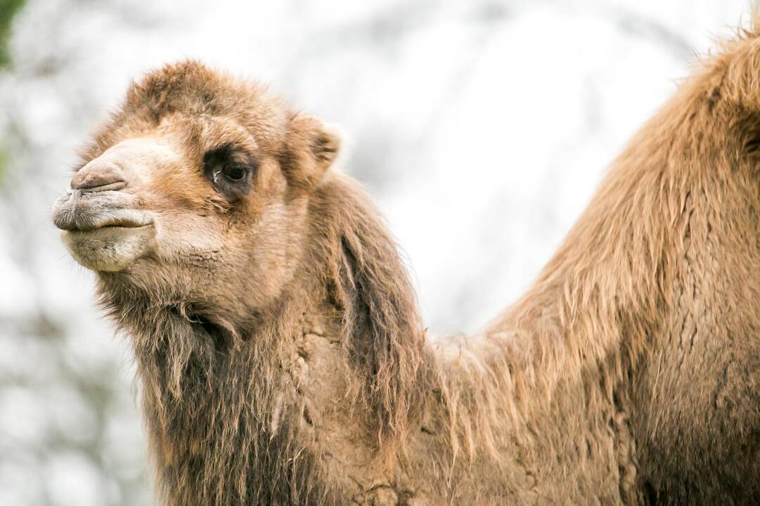 Lietuvos zoologijos sodas turi naują kupranugarį
