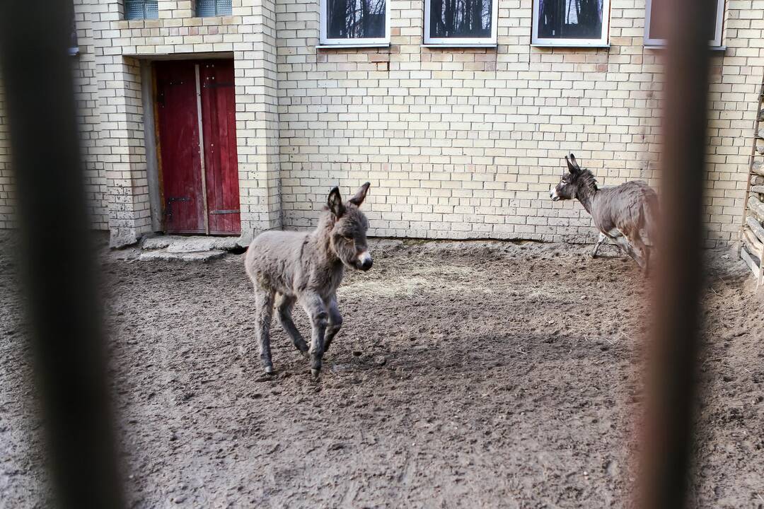 "Asiliuko Užgavėnės" Lietuvos zoologijos sode