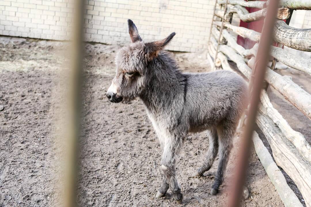 "Asiliuko Užgavėnės" Lietuvos zoologijos sode
