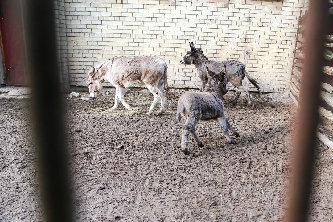 "Asiliuko Užgavėnės" Lietuvos zoologijos sode