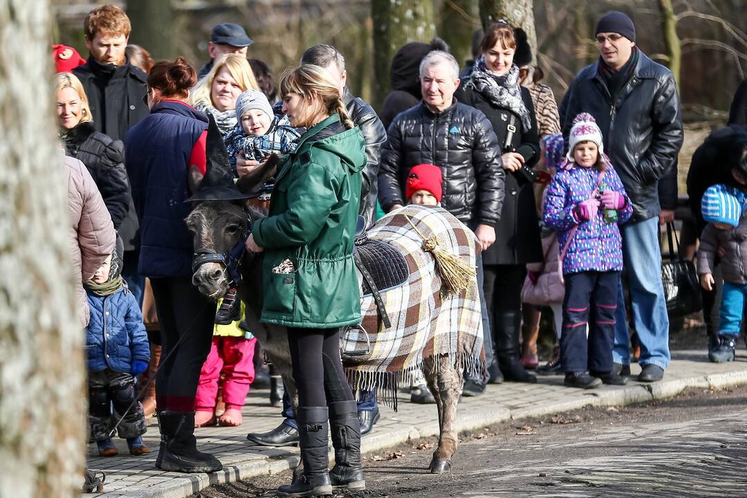 "Asiliuko Užgavėnės" Lietuvos zoologijos sode