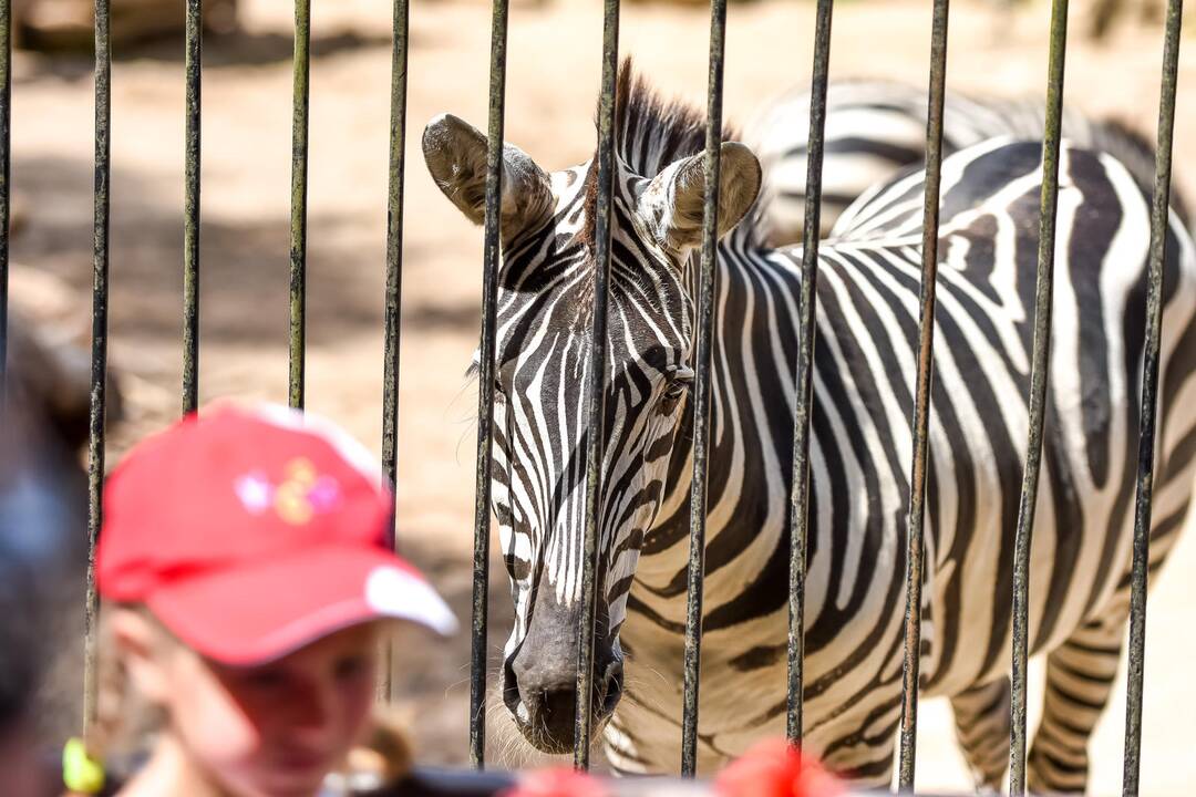 Zoologijos sodo gimtadienis