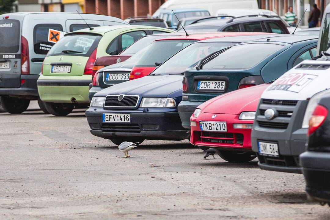 Aptvertas kirų lizdas Draugystės g.