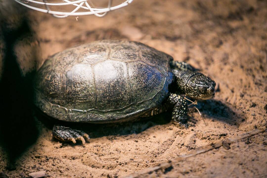 Vėžliukų žiema zoologijos sode