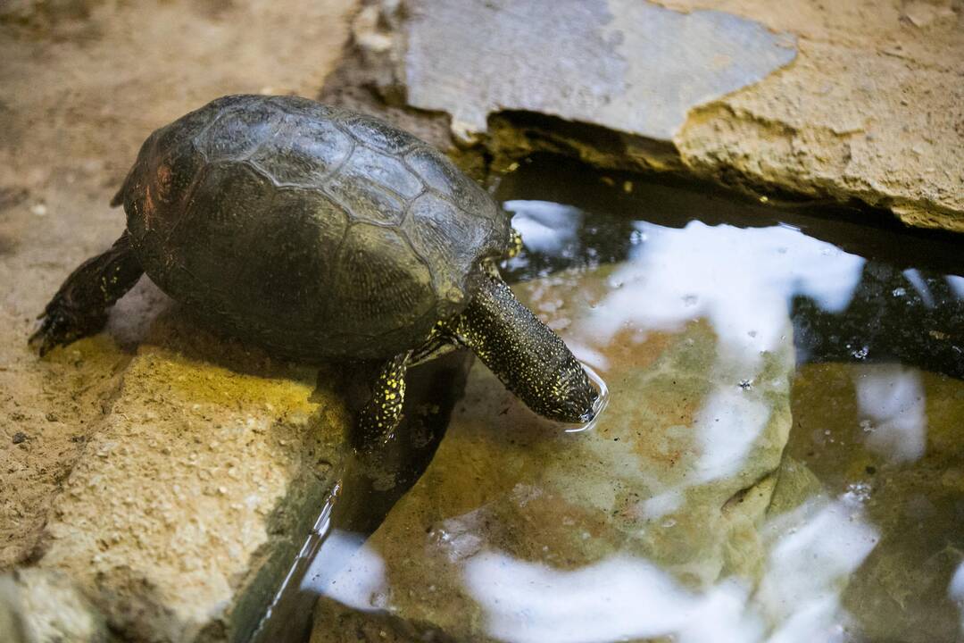 Vėžliukų žiema zoologijos sode