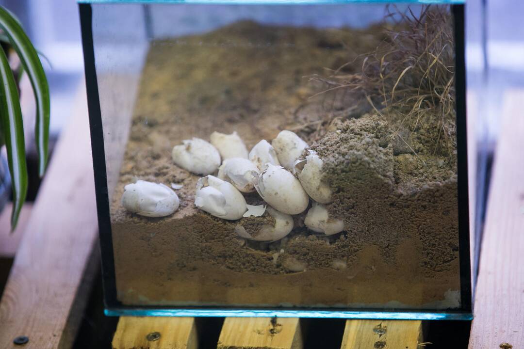 Vėžliukų žiema zoologijos sode