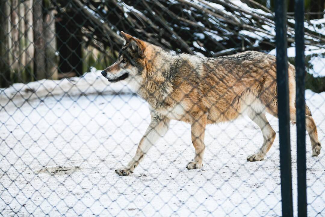 Ne visiems Lietuvos zoologijos sodo gyvūnams šaltis baisus