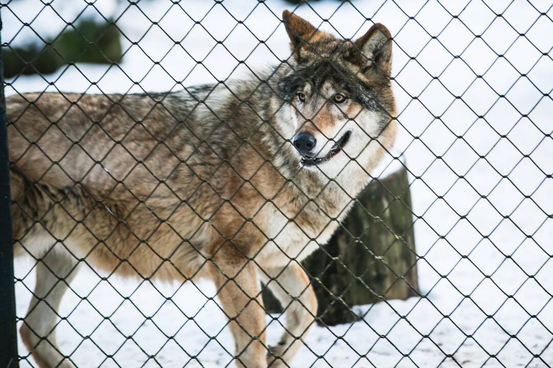 Ne visiems Lietuvos zoologijos sodo gyvūnams šaltis baisus