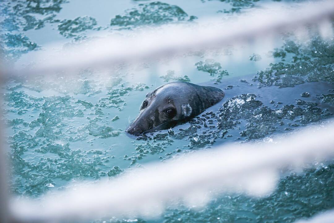 Ne visiems Lietuvos zoologijos sodo gyvūnams šaltis baisus