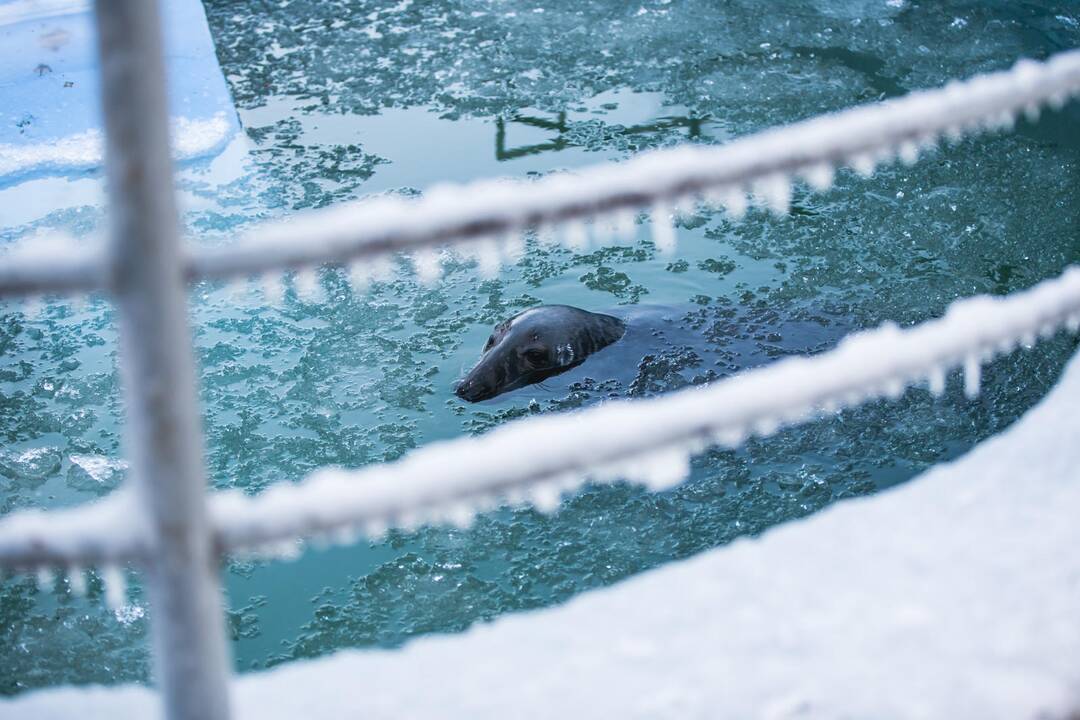 Ne visiems Lietuvos zoologijos sodo gyvūnams šaltis baisus