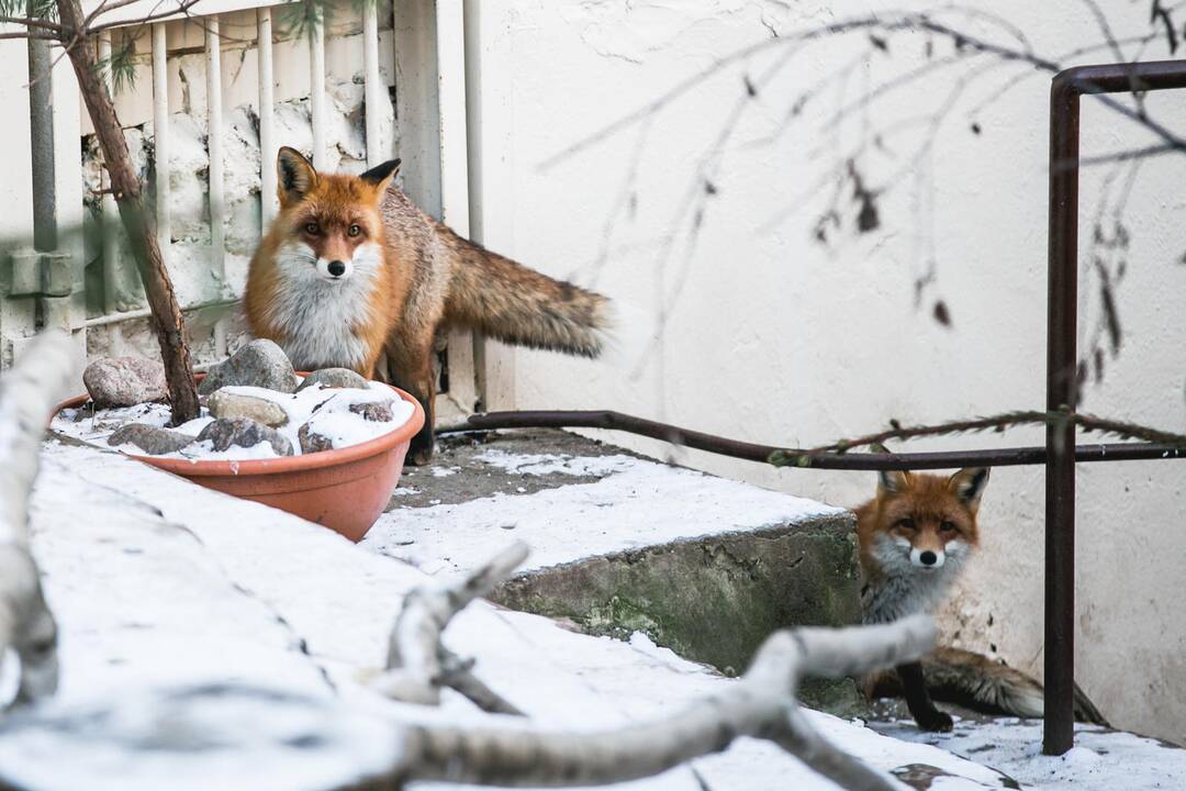 Ne visiems Lietuvos zoologijos sodo gyvūnams šaltis baisus