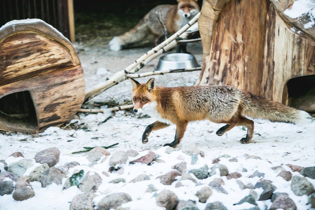 Ne visiems Lietuvos zoologijos sodo gyvūnams šaltis baisus