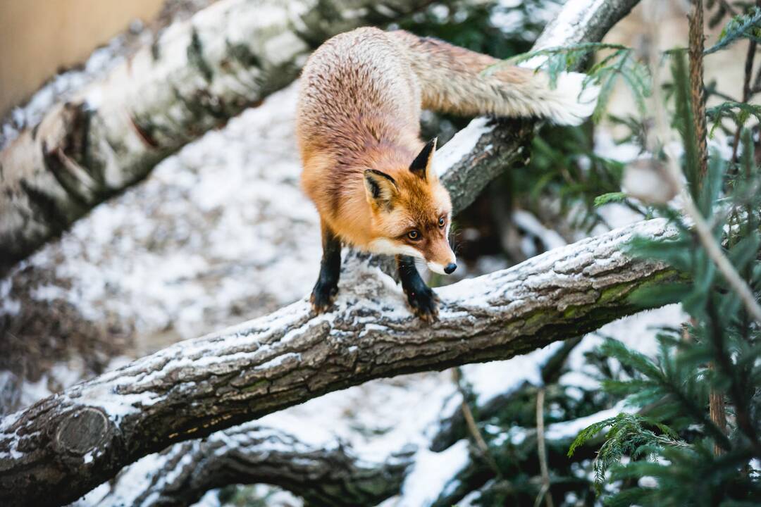 Ne visiems Lietuvos zoologijos sodo gyvūnams šaltis baisus