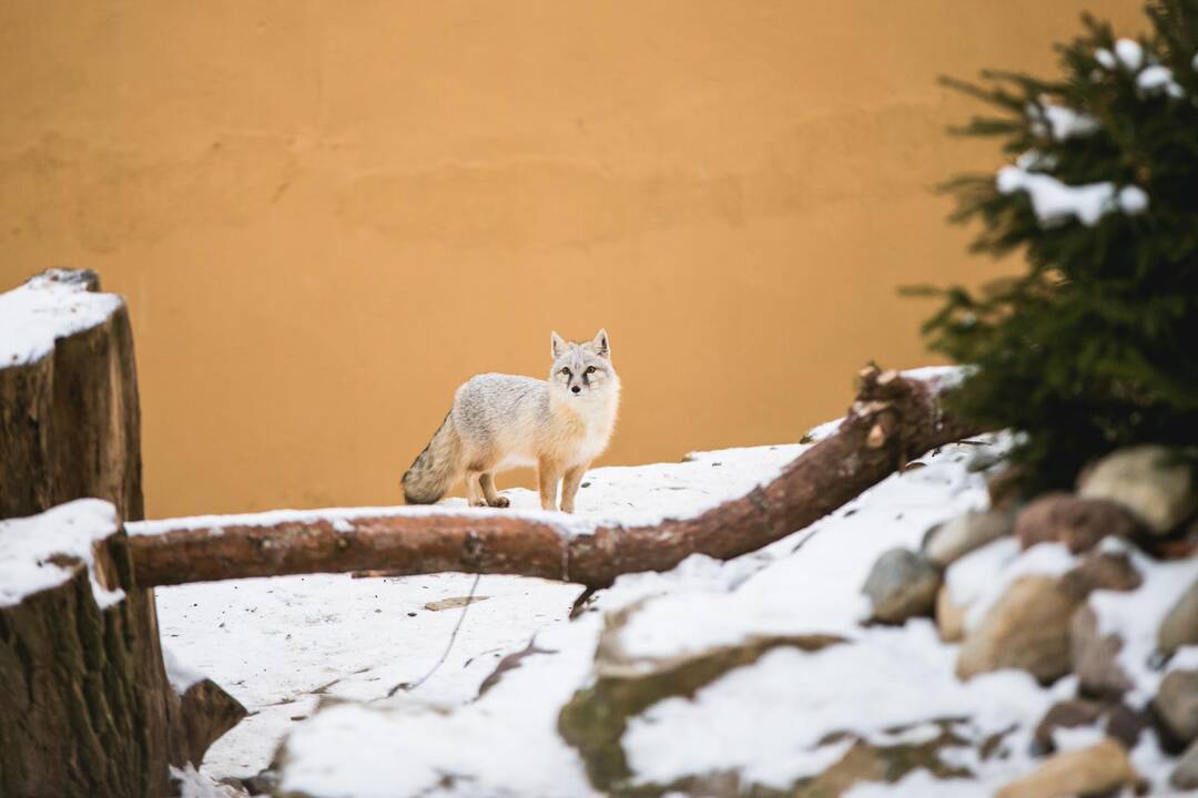 Ne visiems Lietuvos zoologijos sodo gyvūnams šaltis baisus