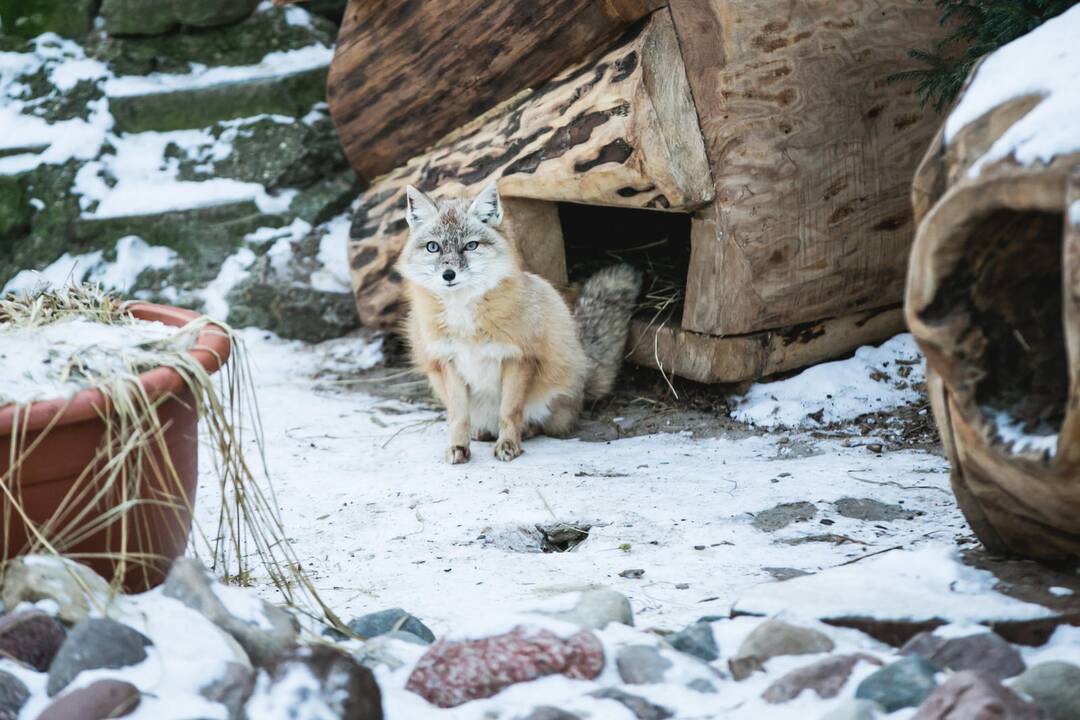 Ne visiems Lietuvos zoologijos sodo gyvūnams šaltis baisus
