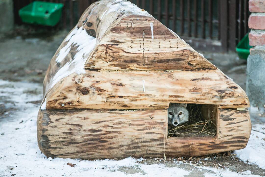 Ne visiems Lietuvos zoologijos sodo gyvūnams šaltis baisus