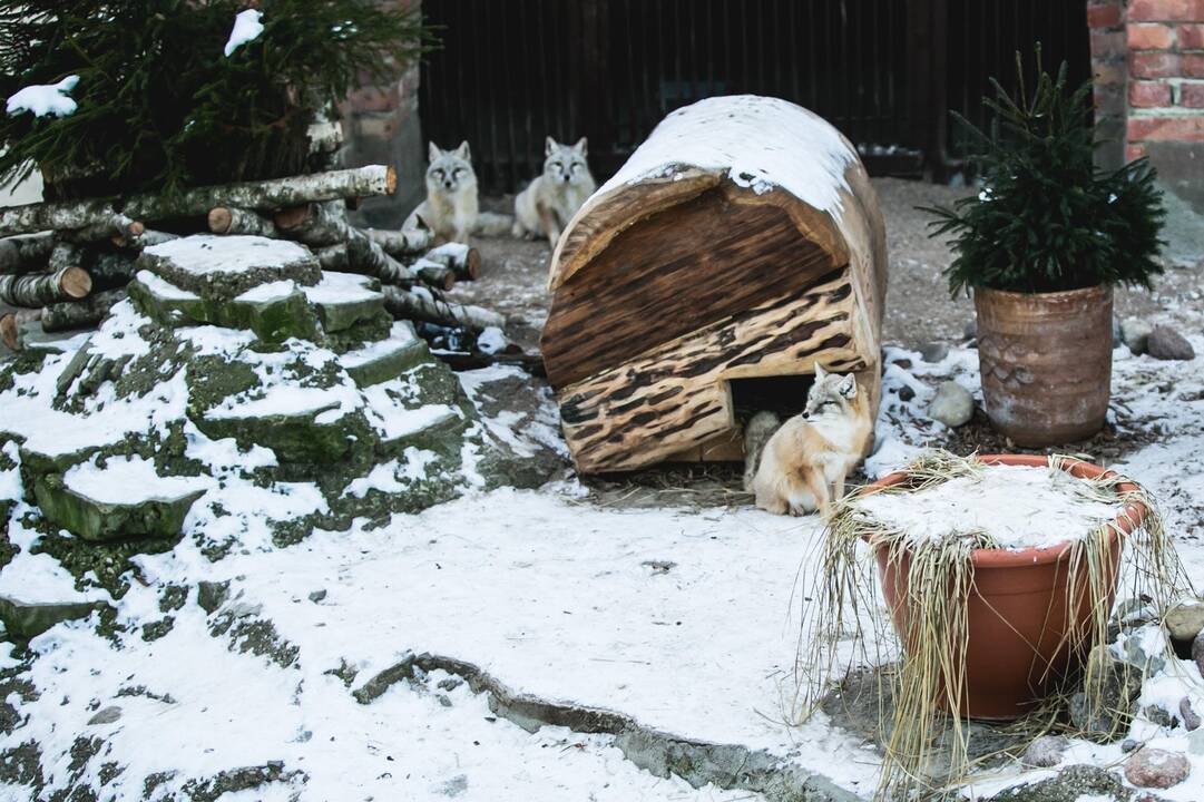 Ne visiems Lietuvos zoologijos sodo gyvūnams šaltis baisus