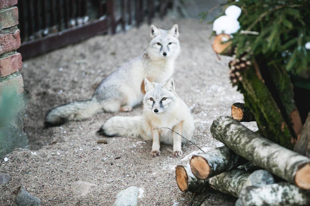 Ne visiems Lietuvos zoologijos sodo gyvūnams šaltis baisus