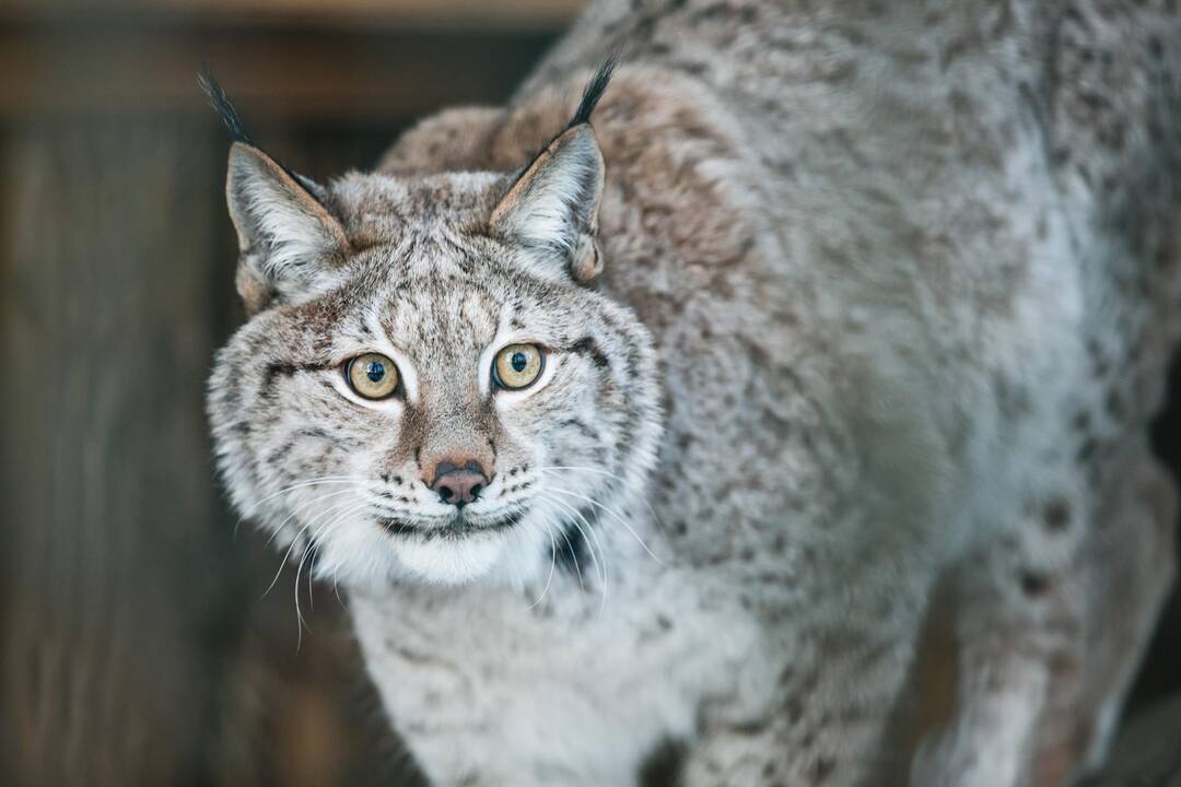Ne visiems Lietuvos zoologijos sodo gyvūnams šaltis baisus