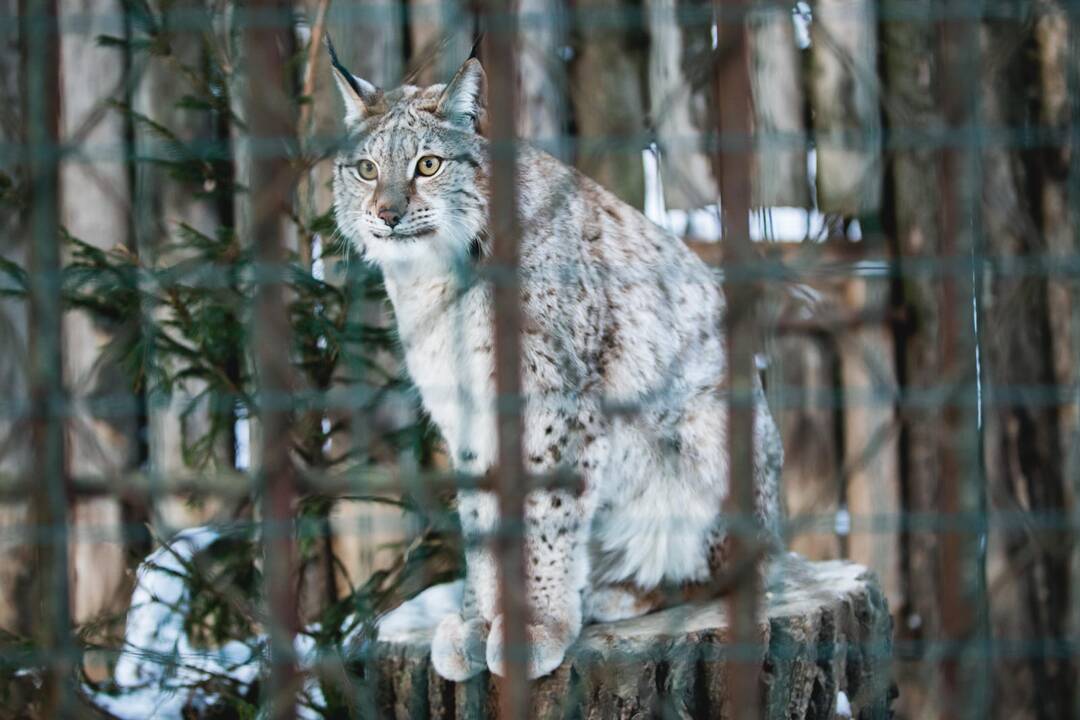 Ne visiems Lietuvos zoologijos sodo gyvūnams šaltis baisus