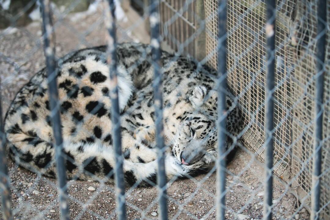 Ne visiems Lietuvos zoologijos sodo gyvūnams šaltis baisus