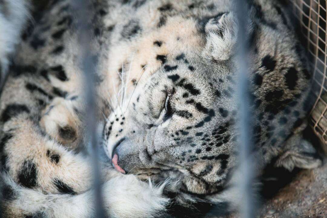 Ne visiems Lietuvos zoologijos sodo gyvūnams šaltis baisus