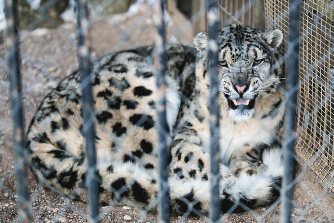 Ne visiems Lietuvos zoologijos sodo gyvūnams šaltis baisus