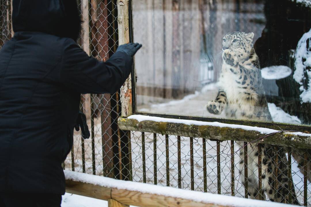 Ne visiems Lietuvos zoologijos sodo gyvūnams šaltis baisus