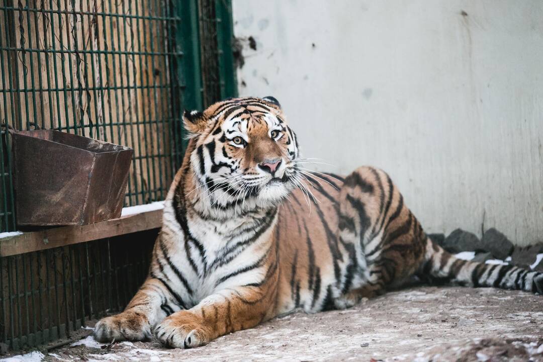 Ne visiems Lietuvos zoologijos sodo gyvūnams šaltis baisus