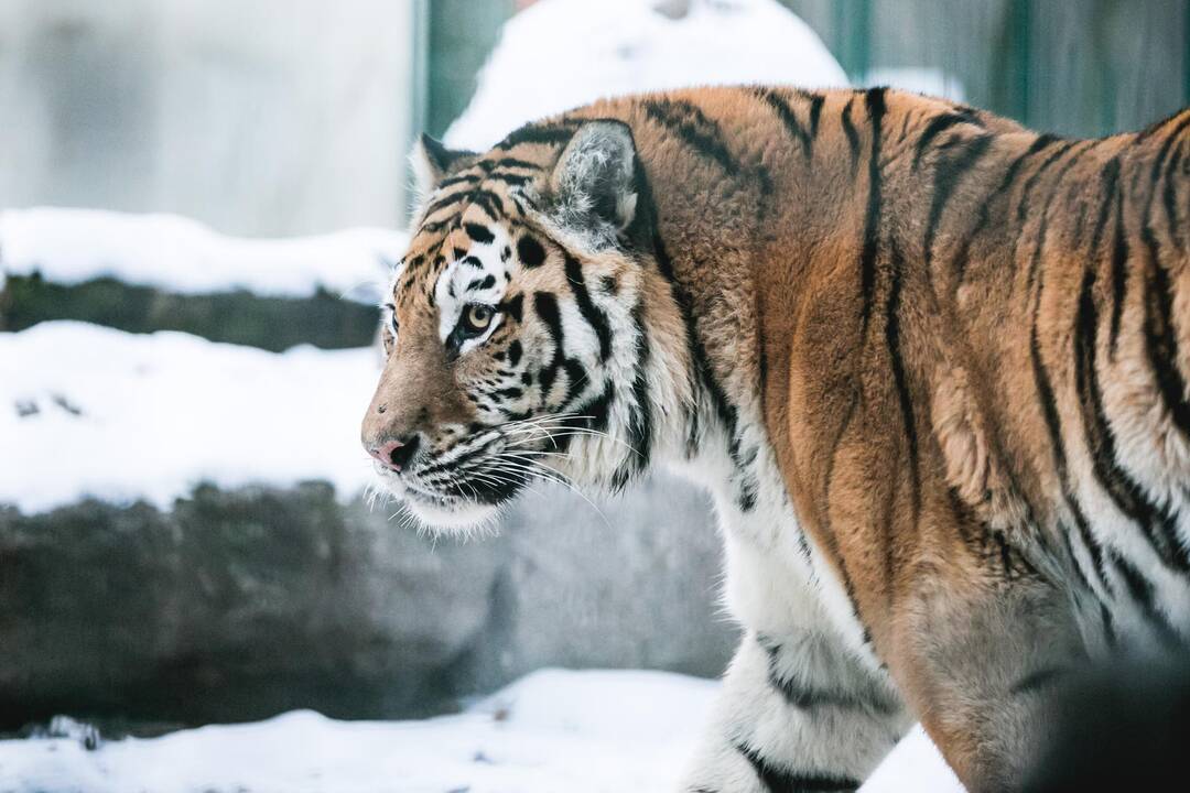 Ne visiems Lietuvos zoologijos sodo gyvūnams šaltis baisus