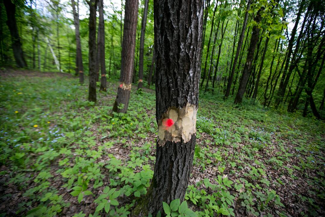 Ąžuolyno parkas