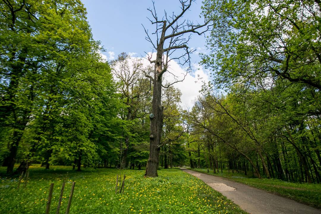 Ąžuolyno parkas