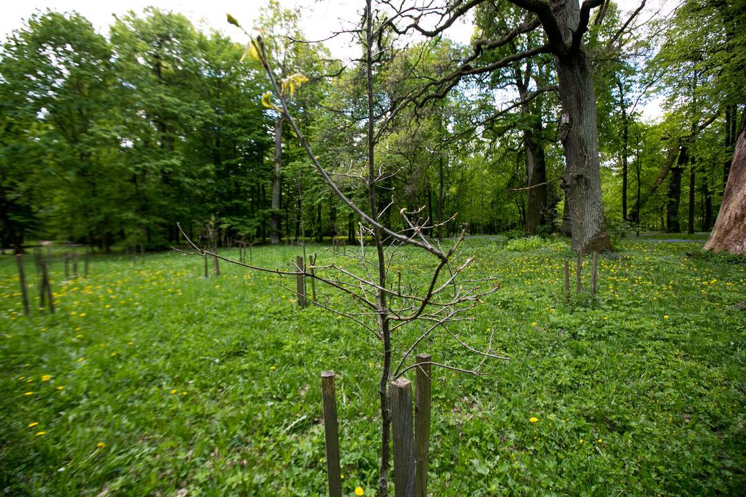 Ąžuolyno parkas
