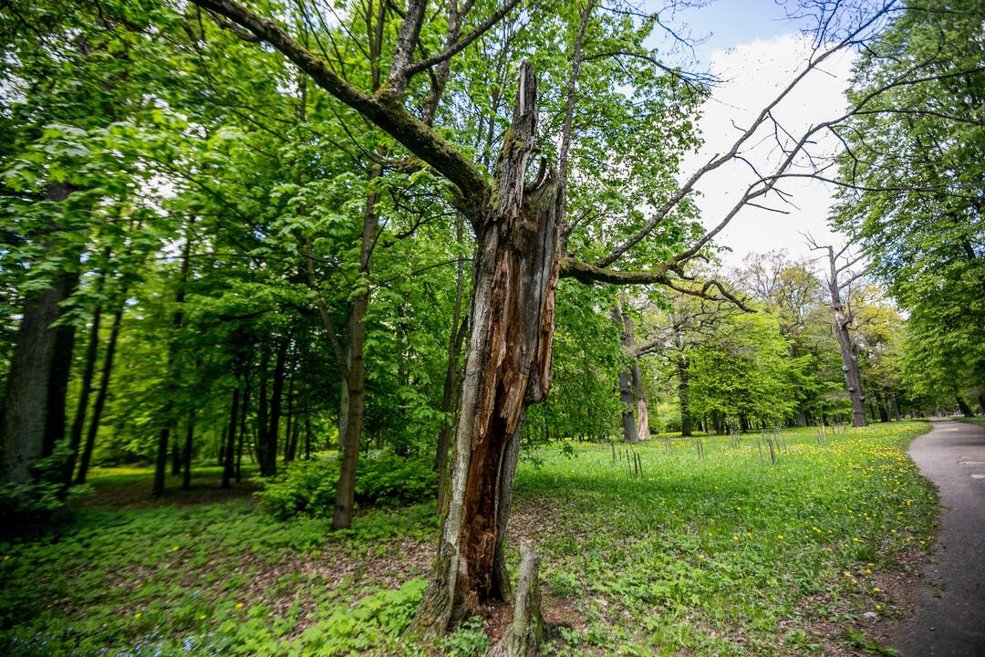 Ąžuolyno parkas