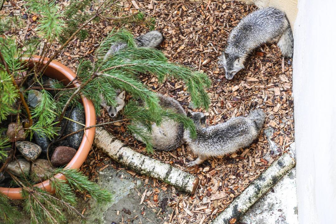 Zoologijos sode atidarytas korsakų voljeras