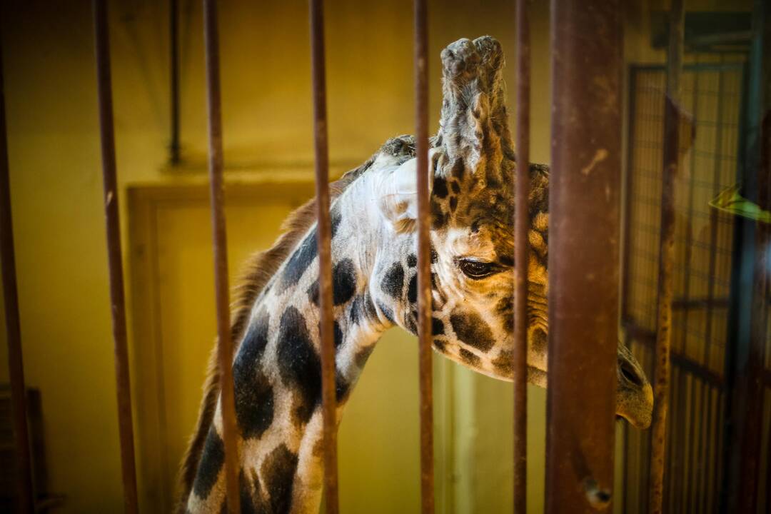 Zoologijos sode atidarytas korsakų voljeras