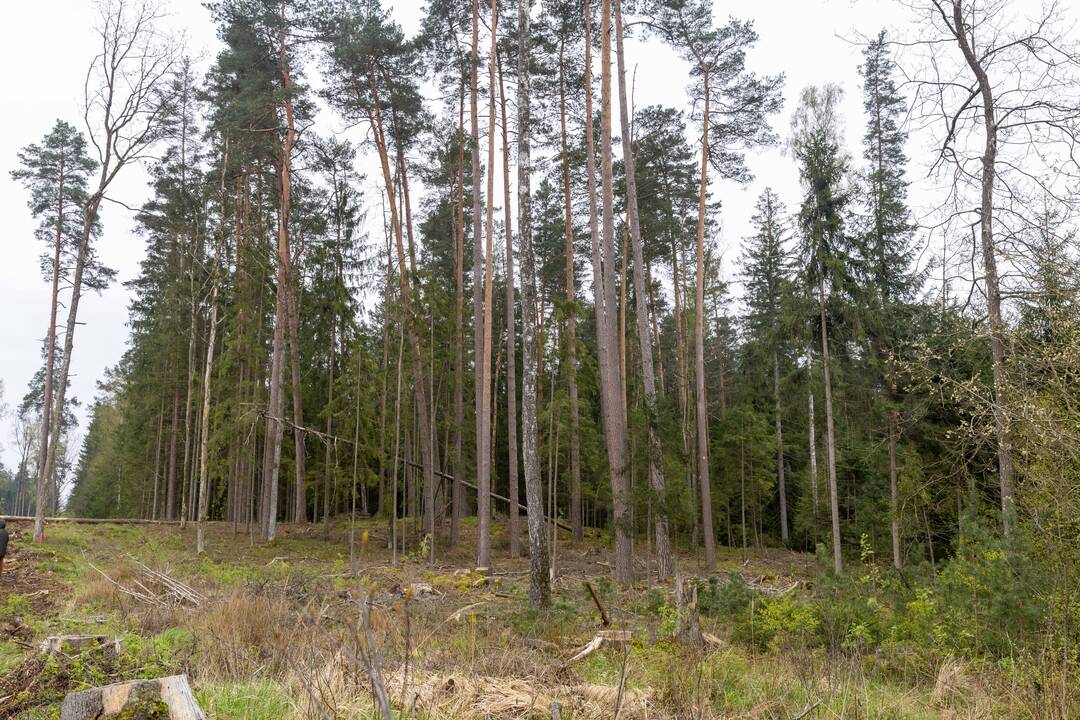 Miškasodis ties Karmėlava