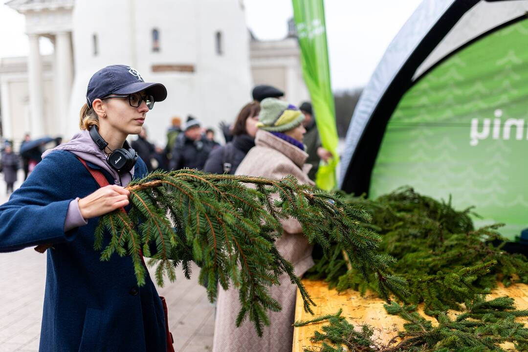 Miškininkų organizuojama nemokamų eglės šakų dalijimo akcija