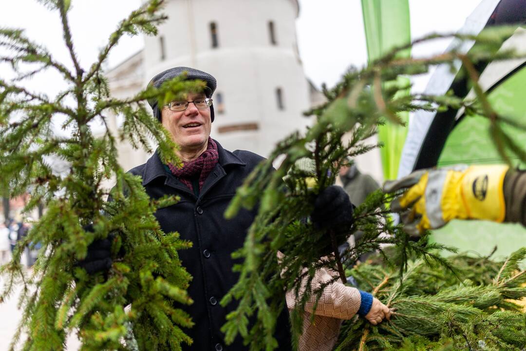 Miškininkų organizuojama nemokamų eglės šakų dalijimo akcija