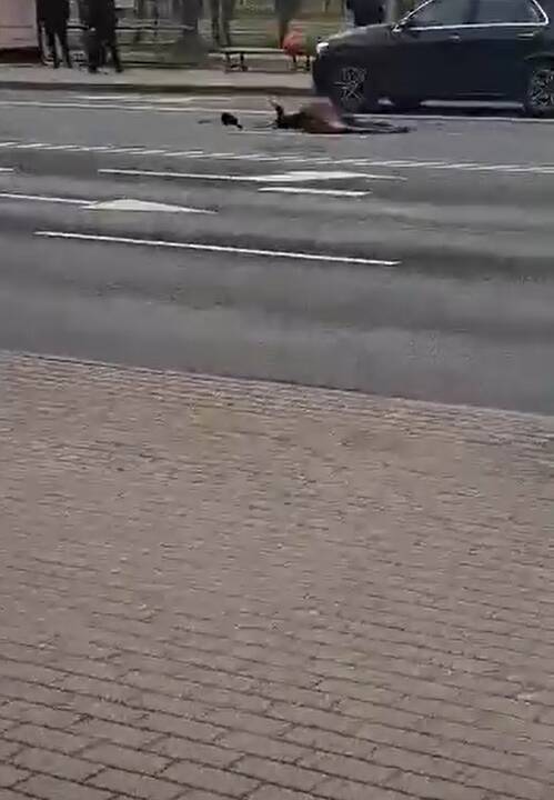 Žūtys: Herkaus Manto gatvėje per avarija žuvo du briedžiai.