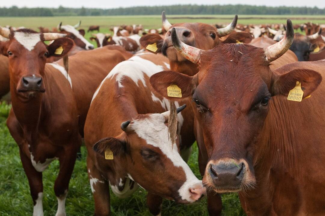 Uždarbiai: daugiausia darbo pasiūlymų yra melžėjoms ir traktorininkams.