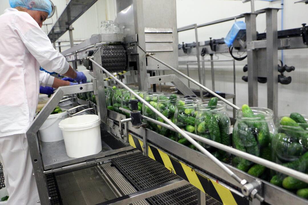 Darbymetis: Kėdainių konservų fabrike tik vieną kartą per metus vykstantys agurkų konservavimo darbai įprastai trunka apie pusantro ar du mėnesius.
